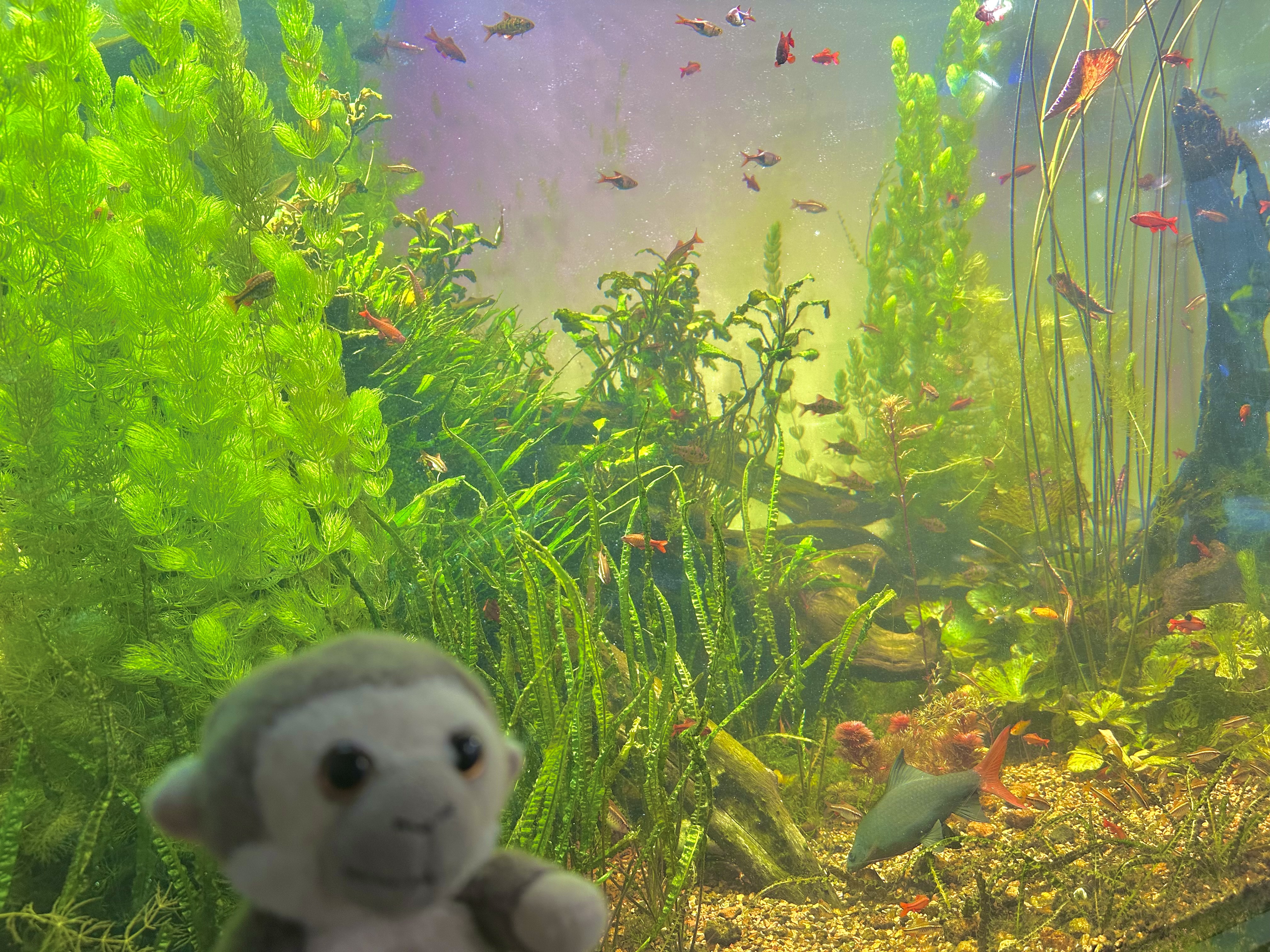 monkey and aquarium