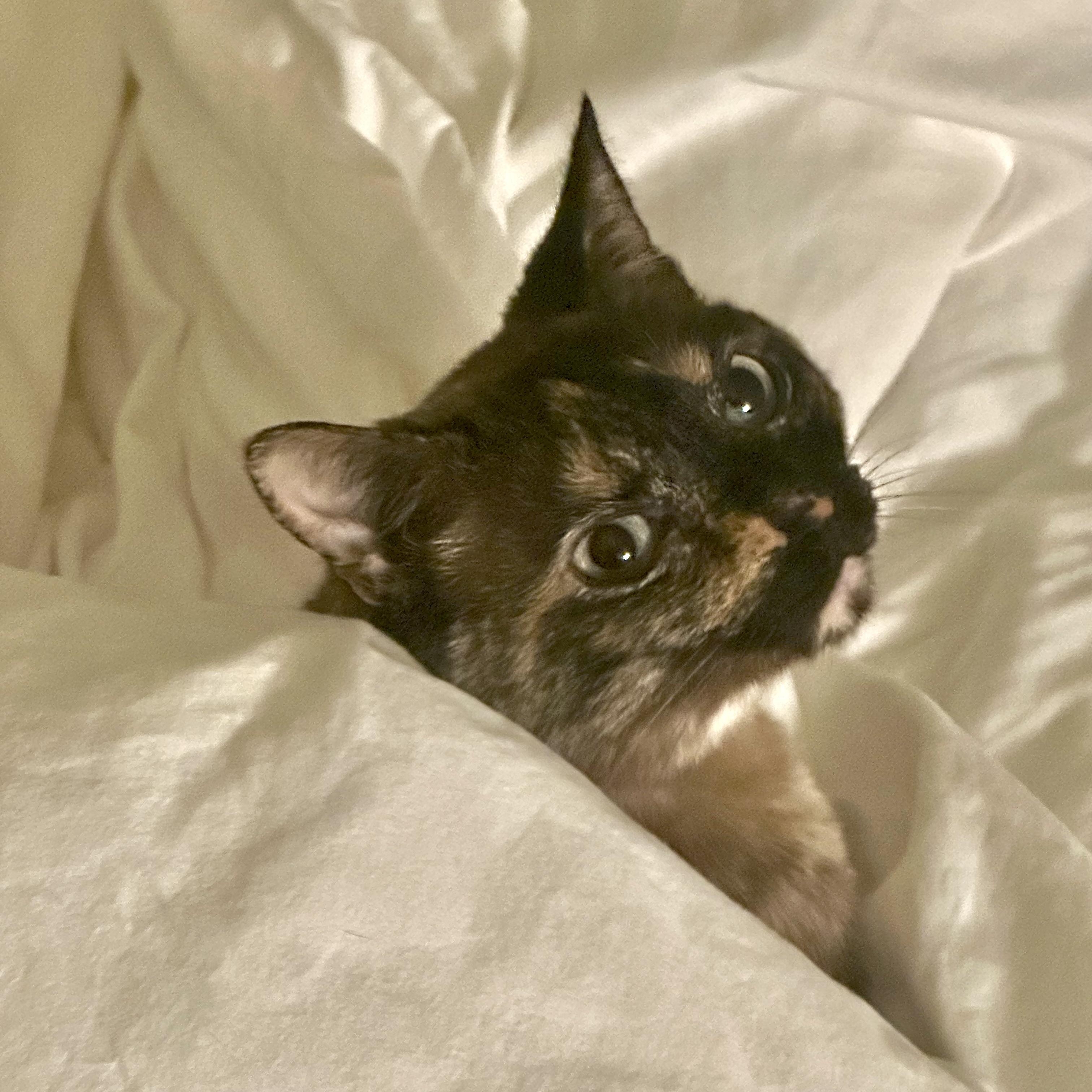 kitkat